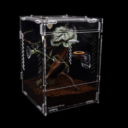 Jumping spider starter kit from thespidershop.co.uk