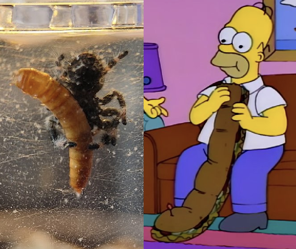 Baby Godzilla and Homer Simpson, unsure which is which