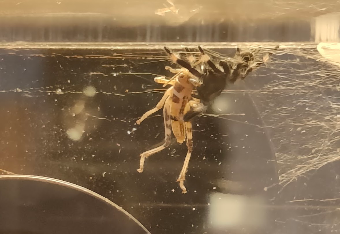Baby eating one of the locusts