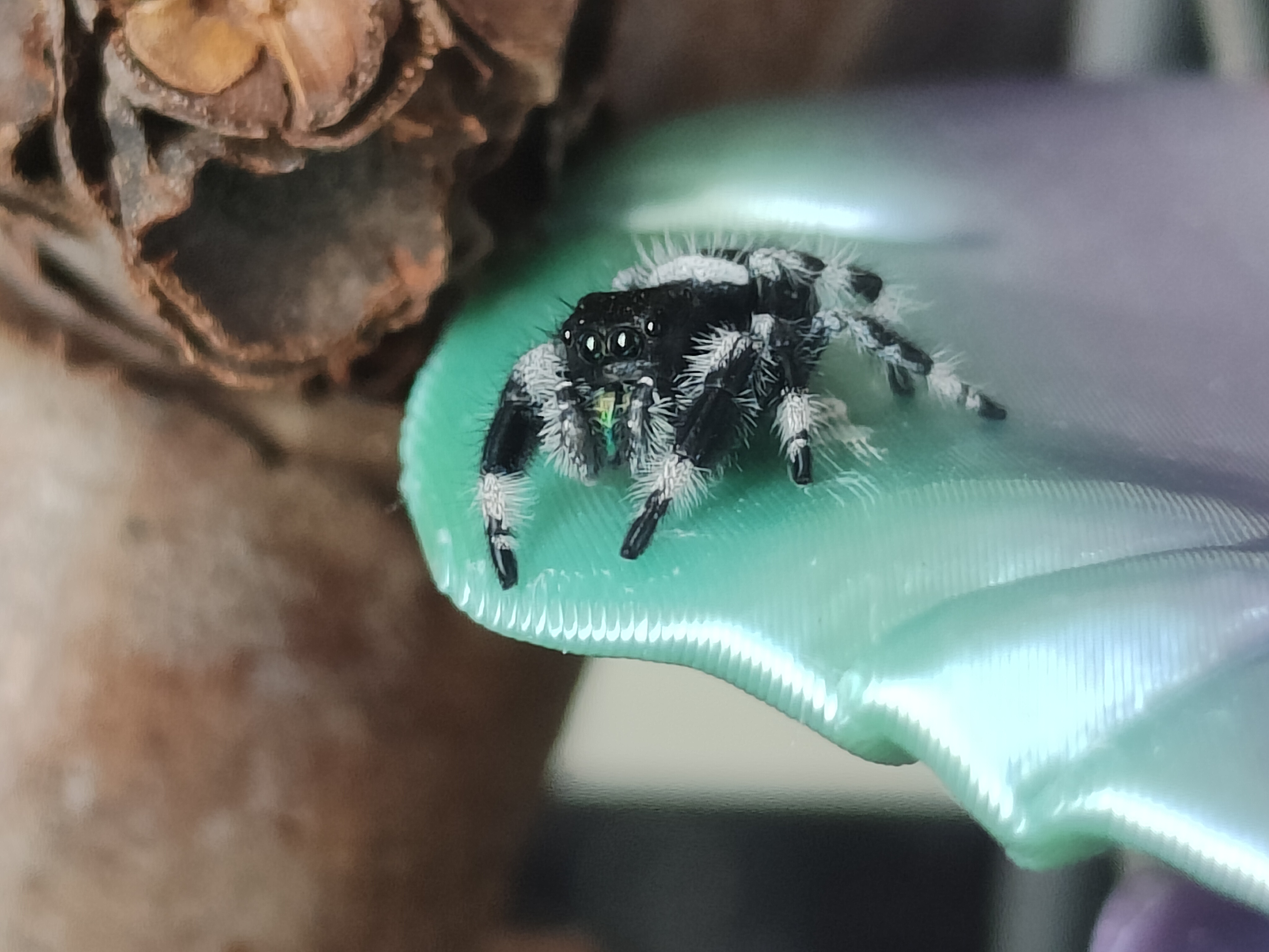 Baby Godzilla sitting on the bi mushroom