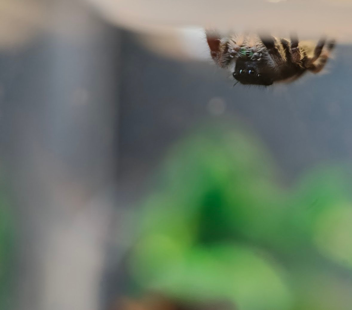 A macro shot of Baby Godzilla