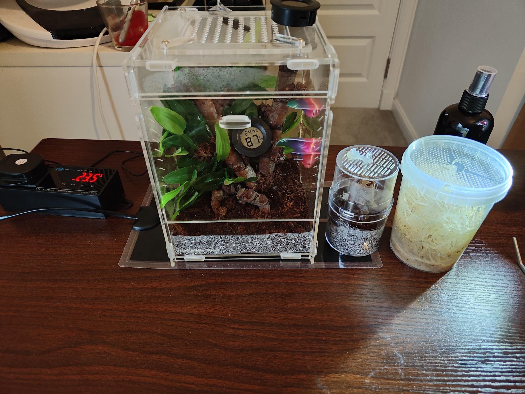 Heat pad, thermostat and flies added to the setup