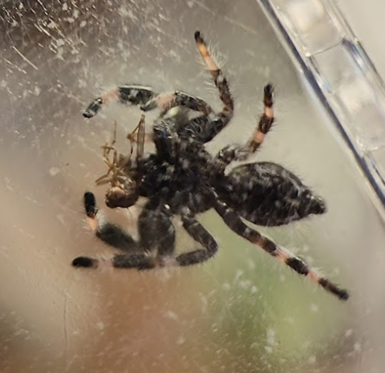 Second feeding after moulting