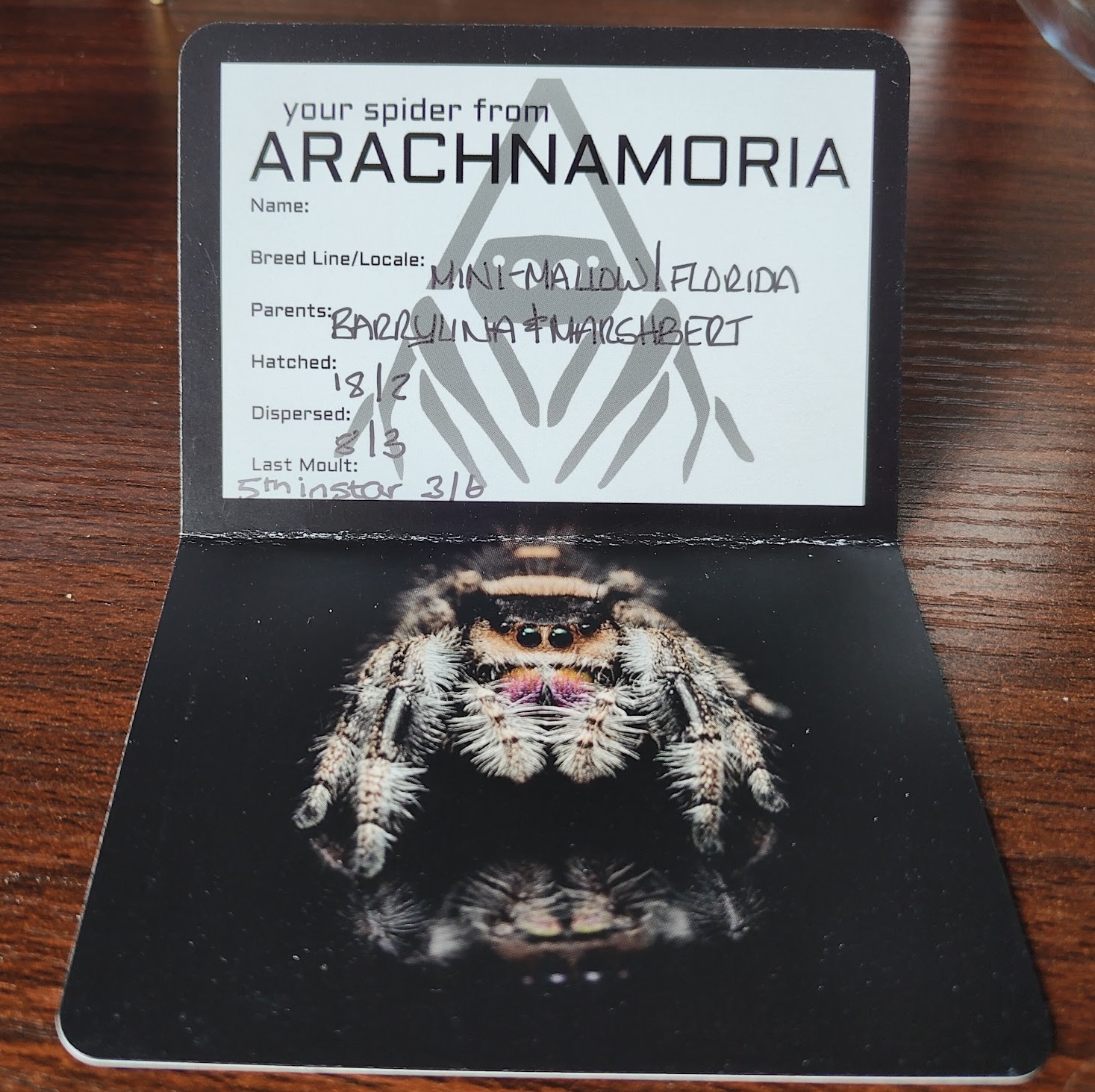 Info card about the spider