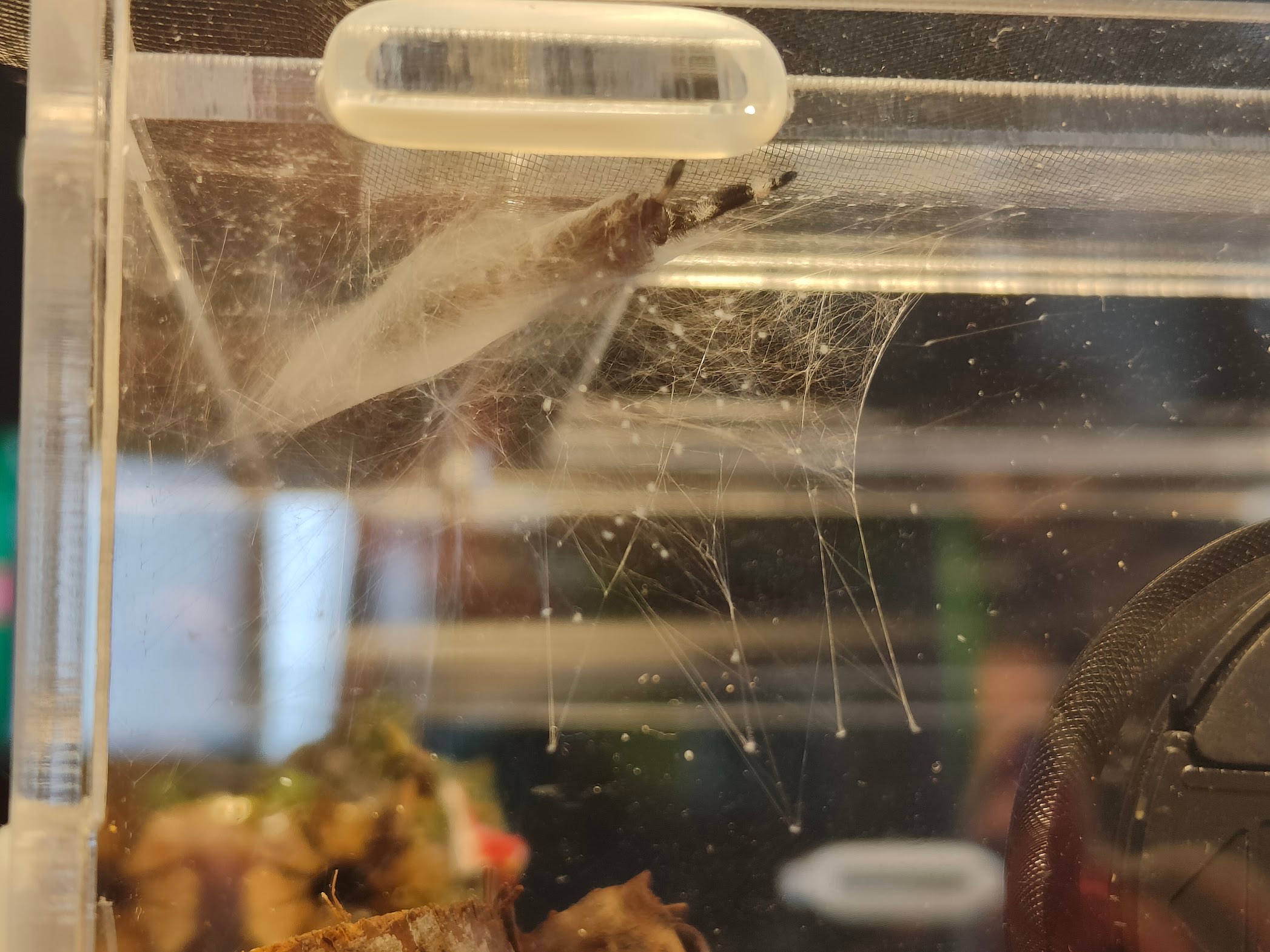 Baby Godzilla's legs poking out the hammock