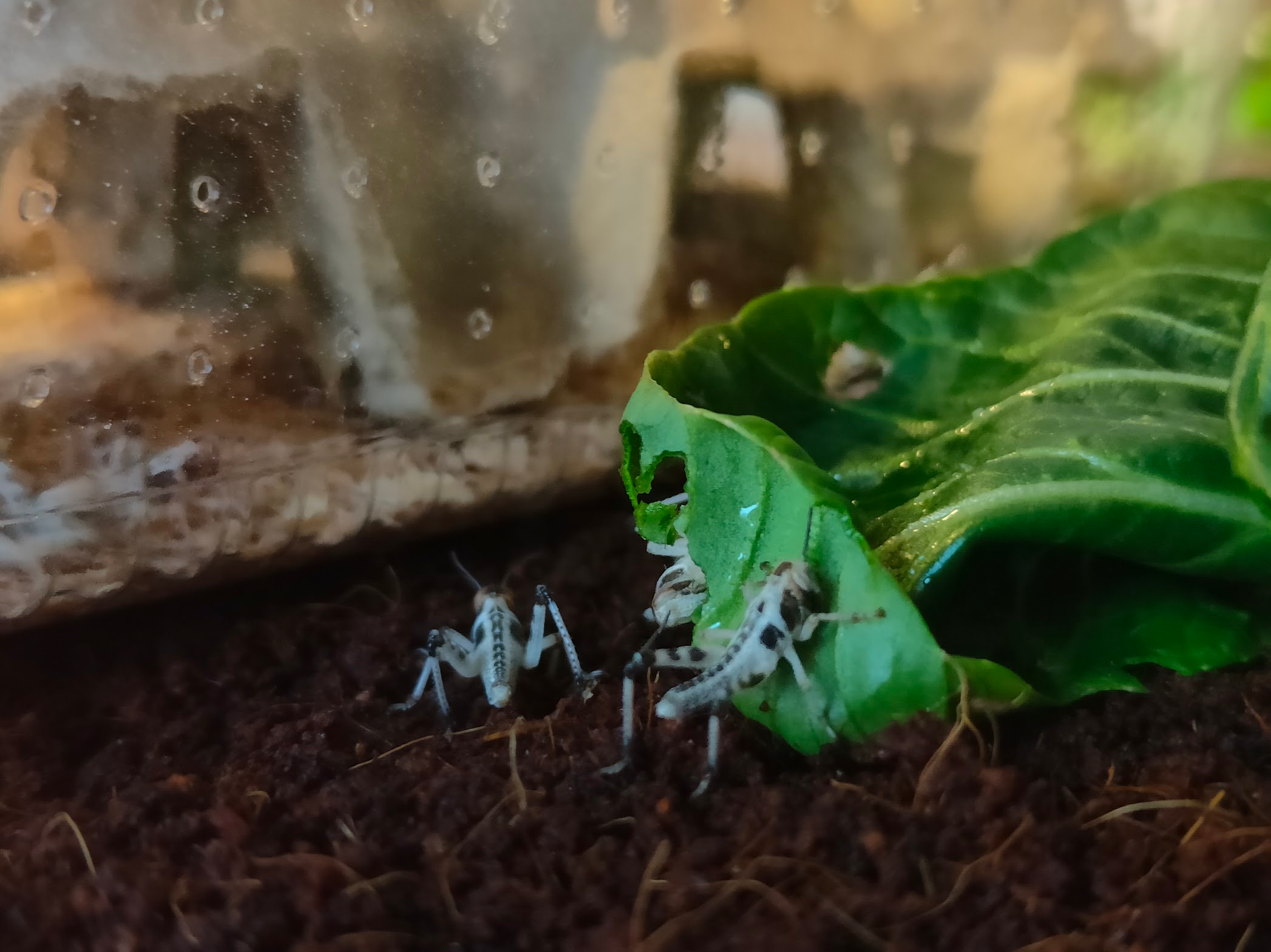 Locusts eating some pak choi