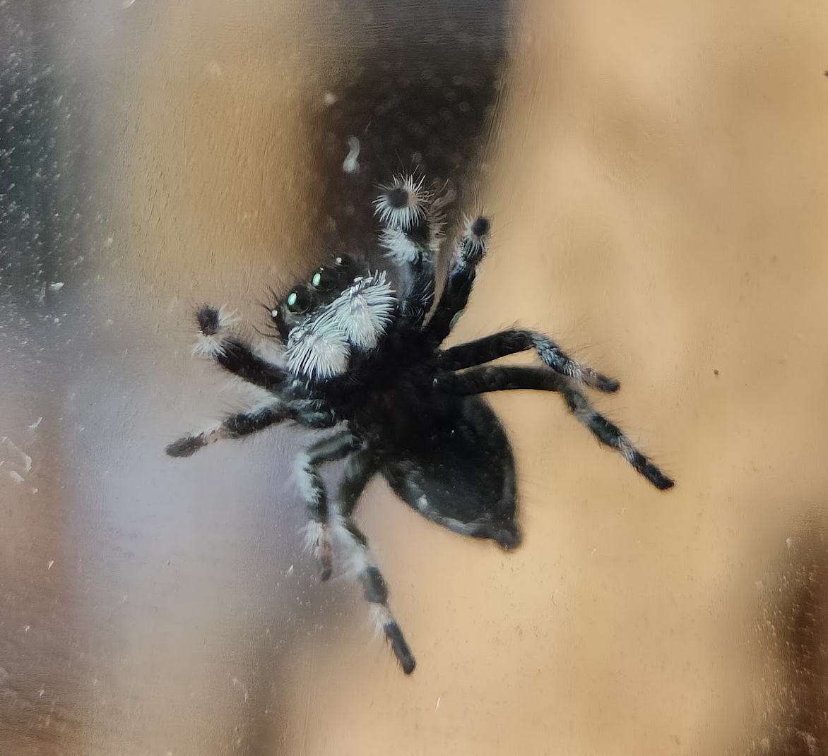 A shot of Baby Godzilla with a macro lens