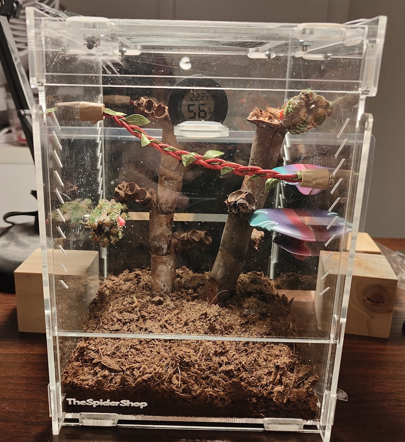 Some new decor in Baby Godzilla's enclosure with Baby Godzilla's fat butt in the corner