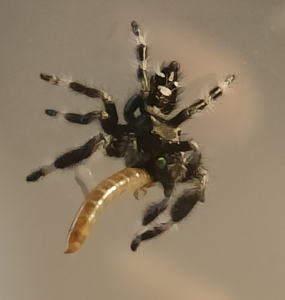 Skinny baby after moulting