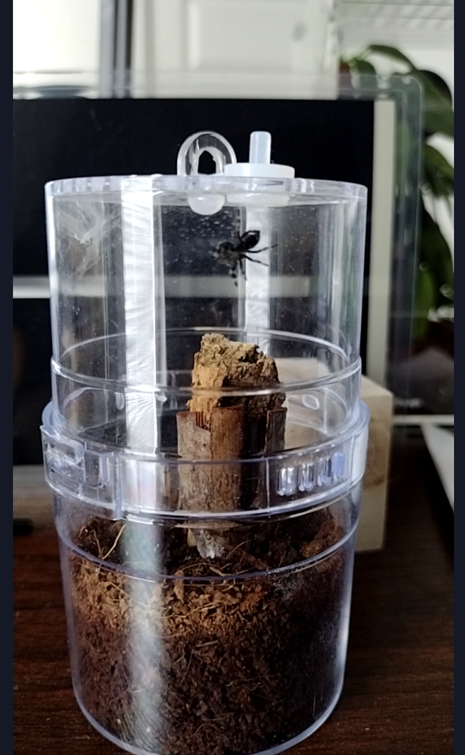 Spider stream