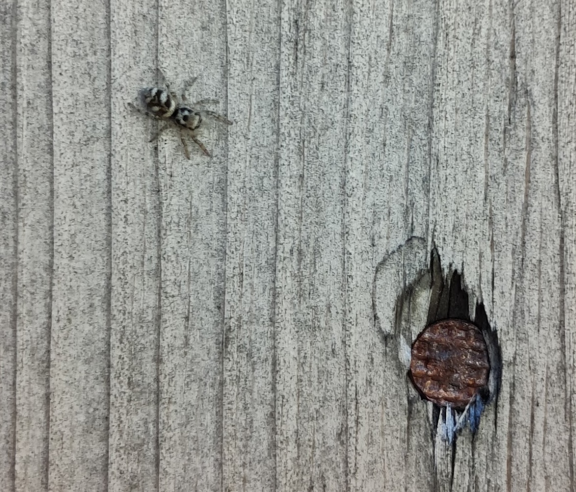 A wild zebra spider well hidden against an old shed