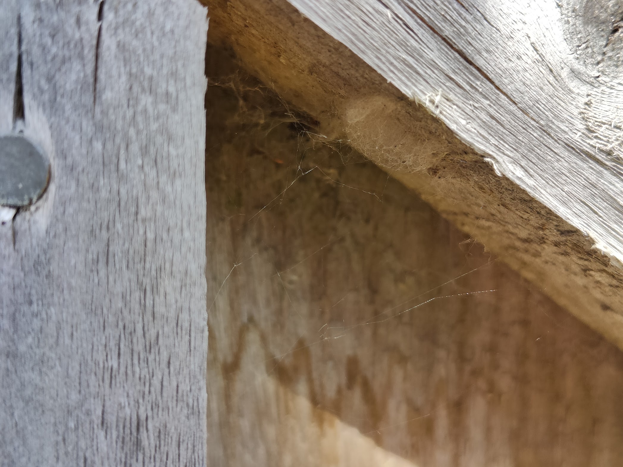 A small hammock, possibly for a zebra spider